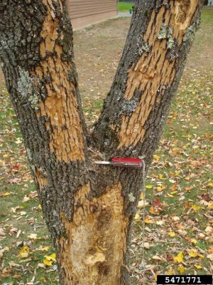 An infested ash tree with evidence of emerald ash borer activity. (Photo Courtesy: Kenneth R. Law, USDA APHIS PPQ, Bugwood.org)