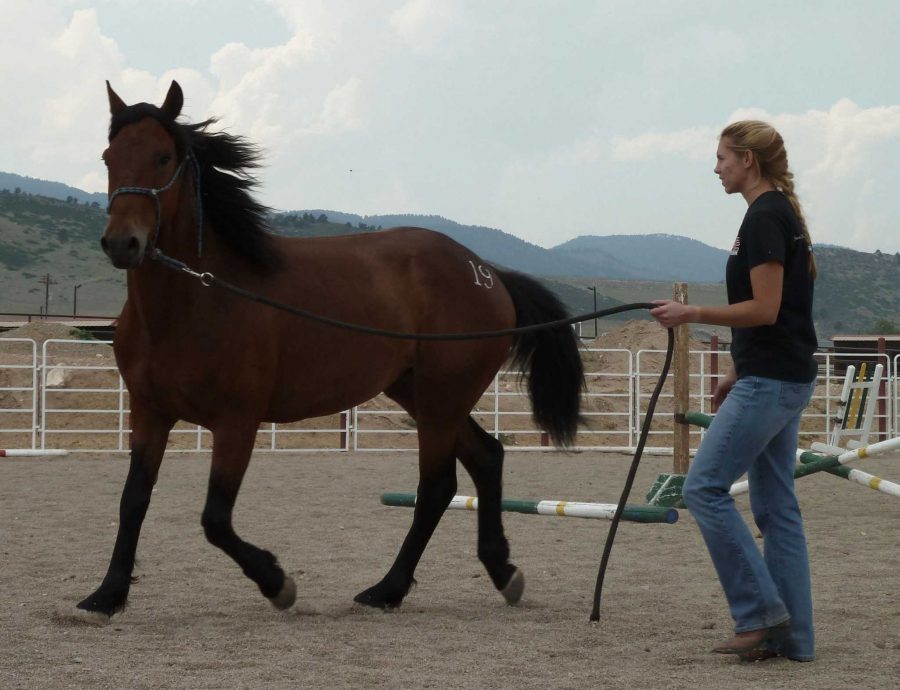 Extreme Mustang Makeover: CSU alumna trains a Colorado mustang