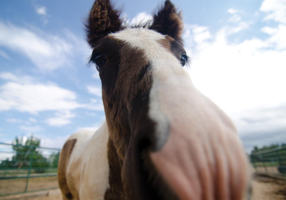 Cormac, a young horse owned by Charlie Cox, rushes the camera inside his stall near Wellington, Colo. Photo: Nic Turiciano