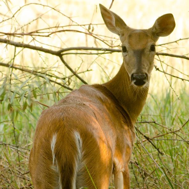 Cute Overload and pictures of dogs are dumb, so look at this deer [slideshow]