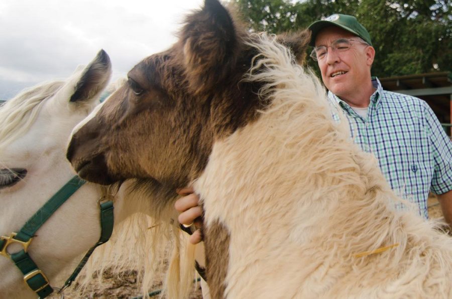 Charlie Cox, owner of Purnell's Irish Cobs, stands with his horses Roisin and Charlie at his property outside of Wellington, Colo. Cox was one of the 175 ERL clients who lost genetic material in the July 2011 fire. Photo: Nic Turiciano