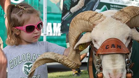 Taylor Tribbett, 2, pets Cam the Ram during the Ag Day celebration outside of Hughes Stadium Saturday afternoon. The annual alumni barbque gets together past and present Rams in an effort to raise scholorship money for for students.