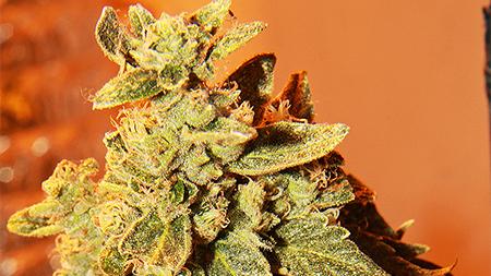A marijuana plant grows in a local medical caregiver's grow room. Ballot 301 might bring dispensaries back to Fort Collins.