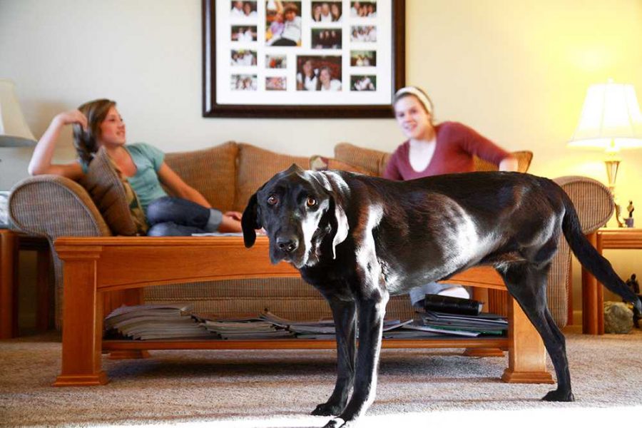 Kelcey and Baylee Bedard look on as their dog Jojo receives attention from the CSU Pet Hospice volunteers. The volunteers visit family homes in the Fort Collins area to aid families as they care for their ill pets.