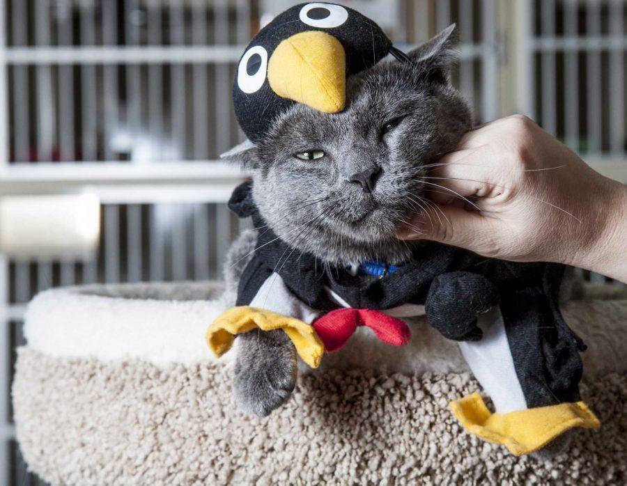 A penguin costume doned cat gets some love from a handler at the Fort Collins Cat Rescue & Spay/Neuter Clinic on Mulberry. Tonight at Avogadro's Number the Cat Rescue is hosting Meow-loween, a halloween party for cats and their owners alike.