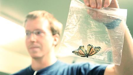 Senior Wildlife Biology major Tyler Hammons inspects a species of butterfly before pinning it on a board while working in Laurel Hall Friday afternoon. Laurel Hall, which is the international programs building on campus, also houses over 4 million species of insects.