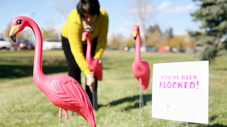 Public Relations and Volunteer Coordinator Jennifer Hahnke places a flock of pink flamingos outside of the Womens Resource Center office on Tuesday. Flamingo flocking is a fundraiser where donors can pay to have someones yard covered in flamingos as a way to show support for the center and raise awareness for breast cancer.