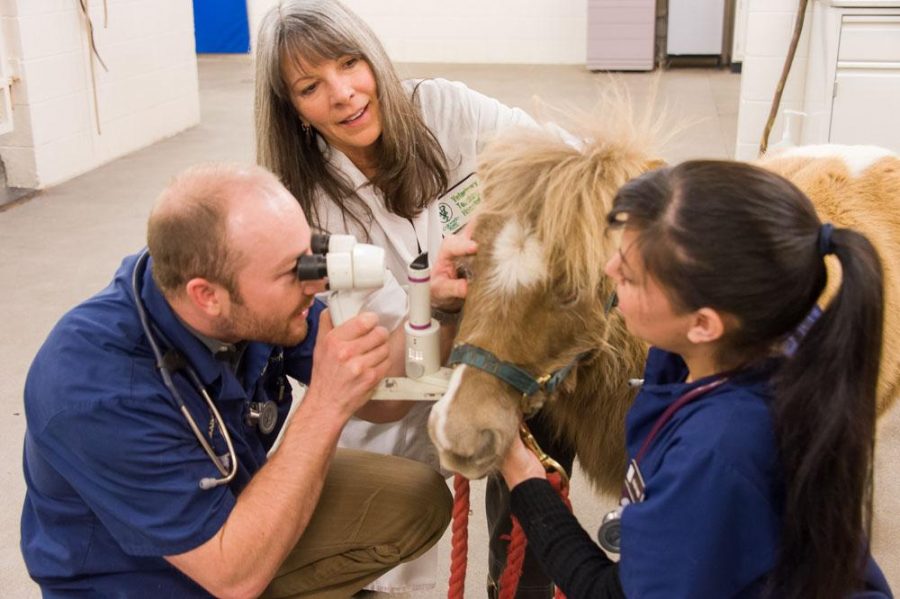 Colorado State University veterinary students Adam Nylund and Stacey Rael and Ophthalmologist Dr. Cynthia Powell examine Sunggles, a miniature horse, during a checkup on Friday at the CSU Veterinary Teaching Hospital. Collegian File Photo.