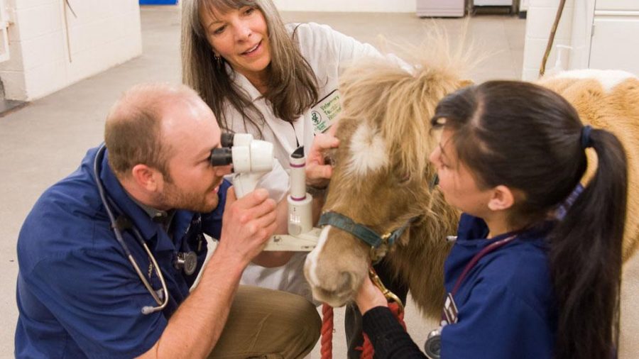 Colorado State University veterinary students Adam Nylund and Stacey Rael and Ophthalmologist Dr. Cynthia Powell examine Sunggles, a miniature horse, during a checkup on Friday at the CSU Veterinary Teaching Hospital. Snuggles, who is 7, lost her left eye when she was a month old to an infection.