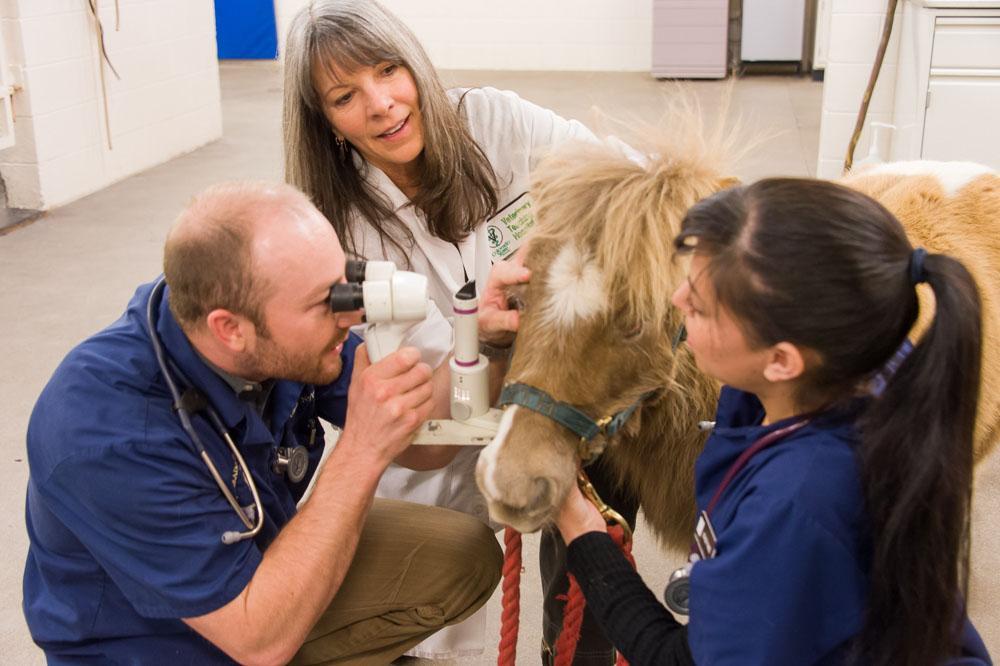 Colorado State University veterinary students Adam Nylund and Stacey Rael and Ophthalmologist Dr. Cynthia Powell examine Sunggles, a miniature horse, during a checkup on Friday at the CSU Veterinary Teaching Hospital. Snuggles, who is 7, lost her left eye when she was a month old to an infection.