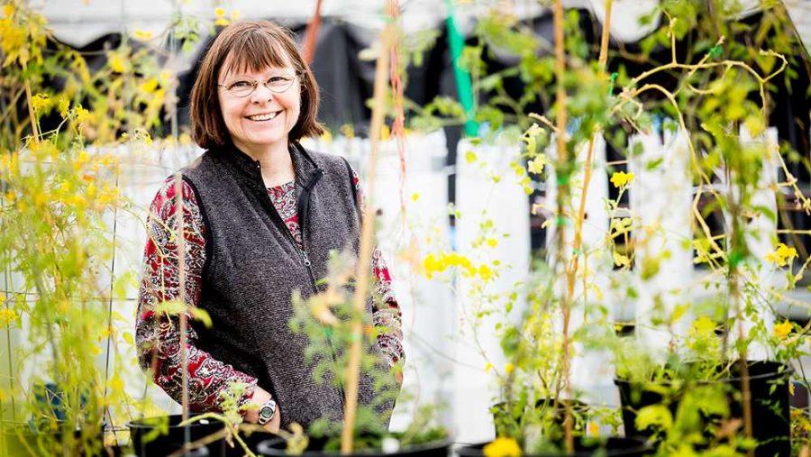 Evolutionary Biologist Patricia Bedinger stands in the Colorado State greenhouses surrounded by blooming wild tomatoes Thursday afternoon. Next March Bedinger will be traveling to Ecuador to work in the field and study Solanum Habrochaites, a type of tomato.