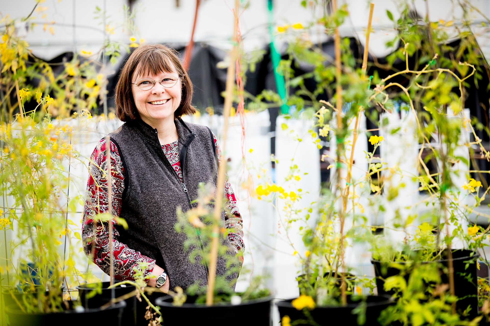 Evolutionary Biologist Patricia Bedinger stands in the Colorado State greenhouses surrounded by blooming wild tomatoes Thursday afternoon. Next March Bedinger will be traveling to Ecuador to work in the field and study Solanum Habrochaites, a type of tomato.