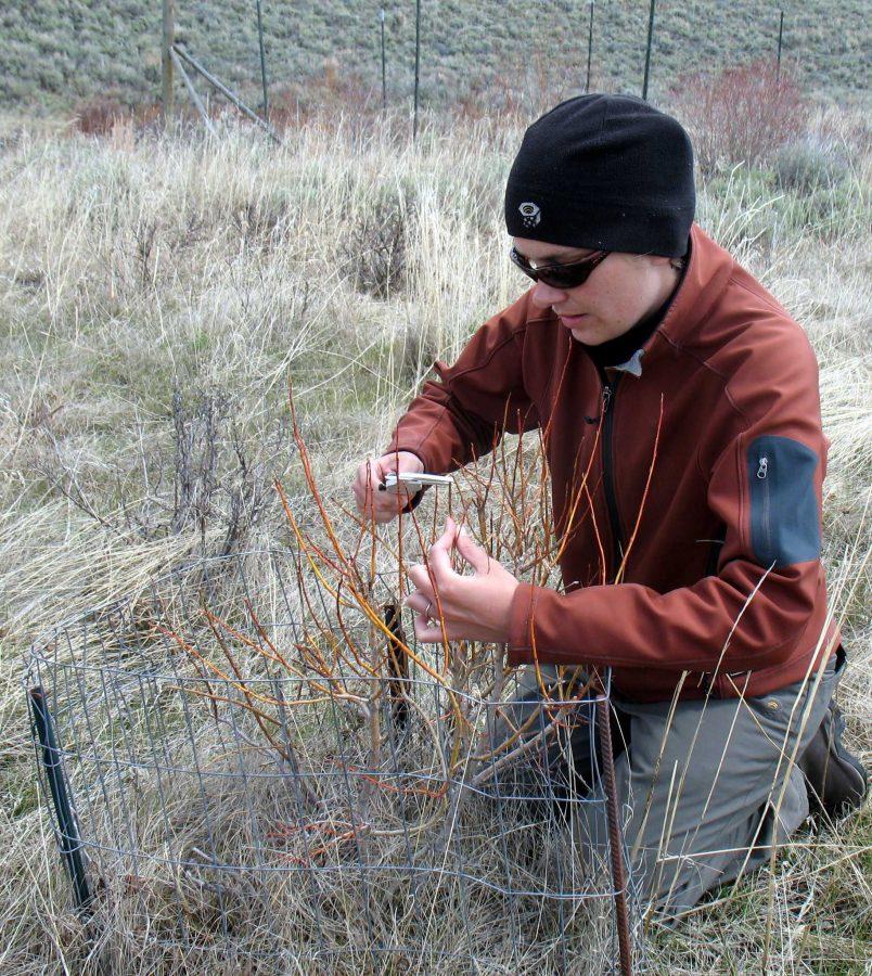 Kristin Marshall measures measures the diameters of browsed willow stems with calipers, at none of her experimental sites.  In the spring, her and fellow researchers measure diameters of willow stems at the base and at the browse point to estimate how much biomass has been removed by hungry ungulates (elk and bison) over the winter.