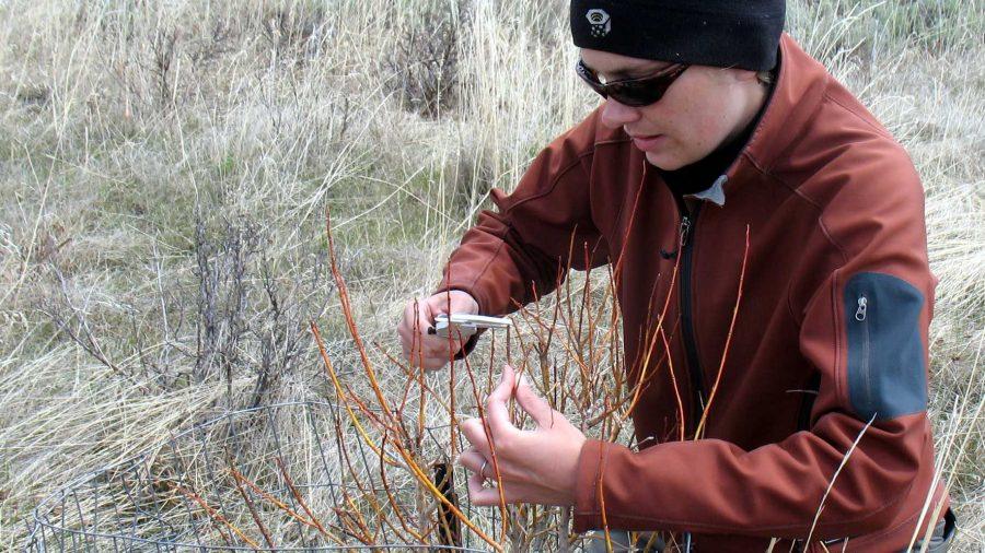 Kristin Marshall measures measures the diameters of browsed willow stems with calipers, at none of her experimental sites.  In the spring, her and fellow researchers measure diameters of willow stems at the base and at the browse point to estimate how much biomass has been removed by hungry ungulates (elk and bison) over the winter.