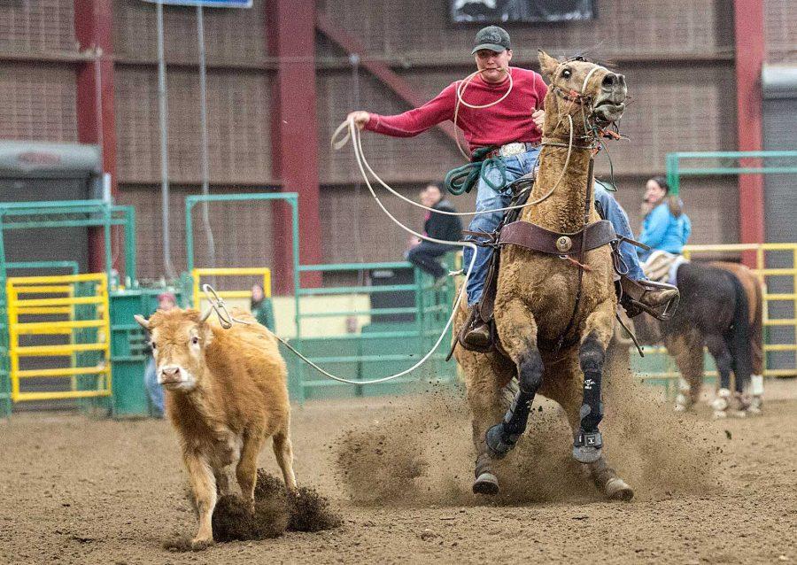 Junior Animal Sciences major Tanner Isaacs practices roping cattle Wednesday night in the BW Pickett Arena. Today marks the first day of a three day rodeo at the arena.