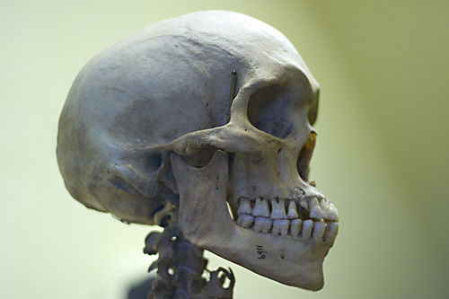 Skeletons discovered to be more common than previously believed