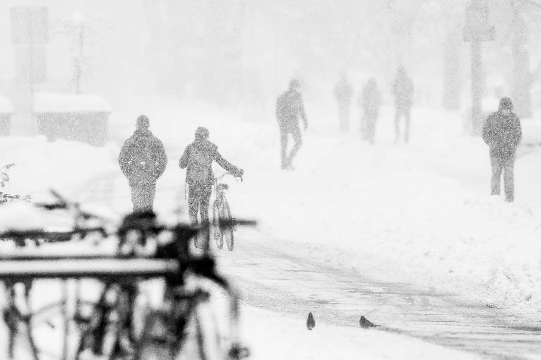 Students flee campus after Colorado State closes at noon on April 17, 2013 as a result of heavy snow accumulation and a forecast for more. (Photos by Hunter Thompson)