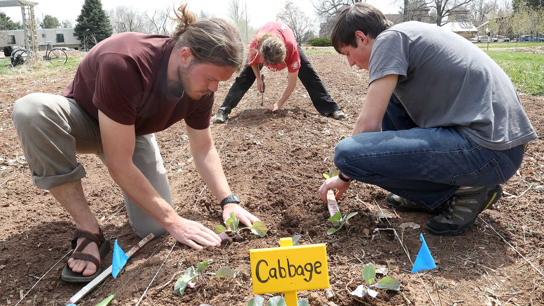 Junior wildlife biology major Brent Pease, left, Agriculture graduate student Amy Kousch, center, and sophmore soil and crop science major Colton Heeney plant cabbage in the student sustainable farm yesterday afternoon. The student run farm grows a variety of fruits, vegtables and other plants and has done so for the last 16 growing seasons.