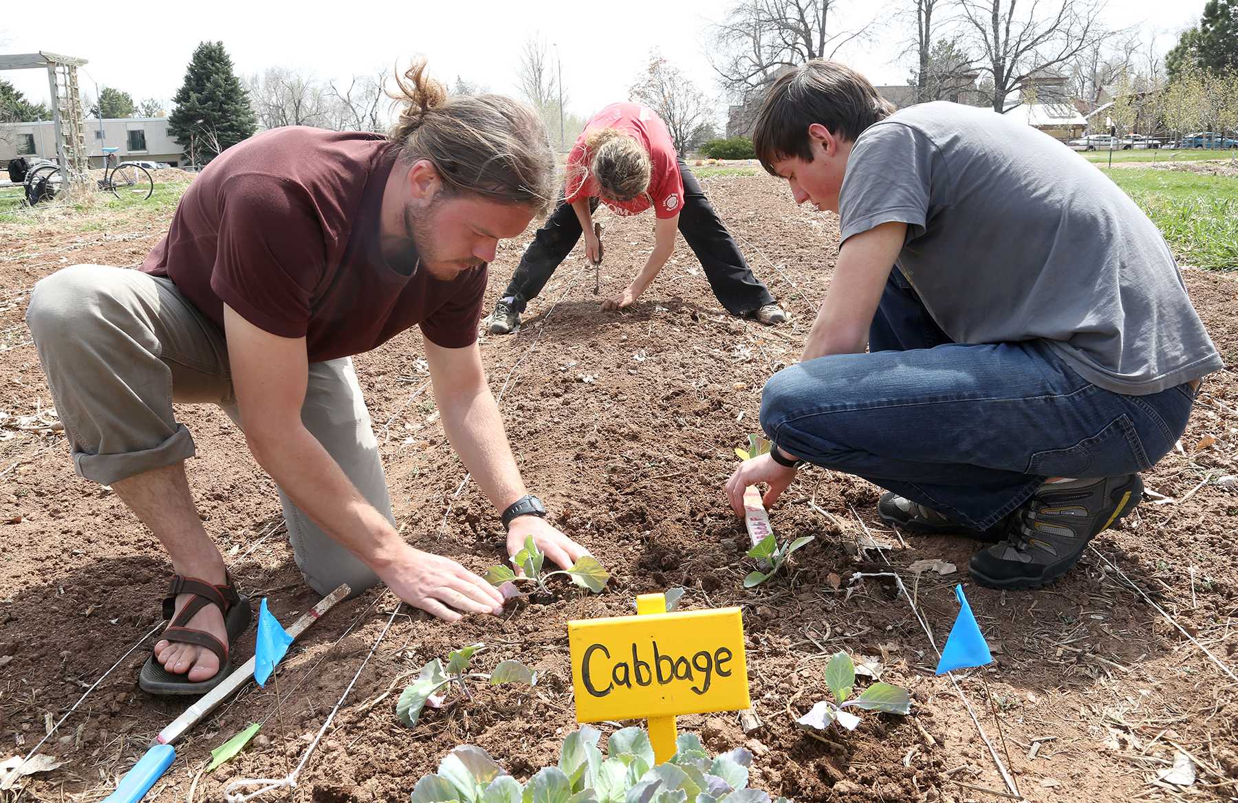 Junior wildlife biology major Brent Pease, left, Agriculture graduate student Amy Kousch, center, and sophmore soil and crop science major Colton Heeney plant cabbage in the student sustainable farm yesterday afternoon. The student run farm grows a variety of fruits, vegtables and other plants and has done so for the last 16 growing seasons.