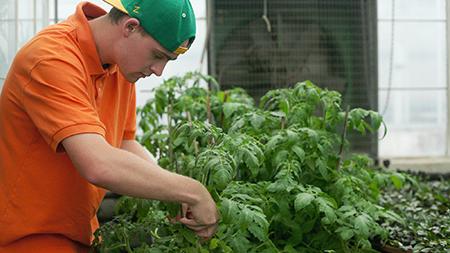 Senior horitculture major Mark Frey ties tomato plants in preparation for the Horticulture Club plant sale Wednesday. The Horticulture Club will be selling plants at the flea market today to raise money for the club to compete at MACHS, Mid America Collegiate Horicultre Society competition.
