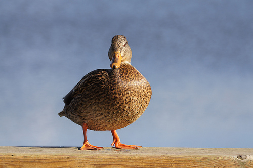 International Migratory Bird Day and other things to do