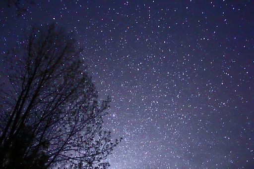 Night_Sky_Stars_Trees_02