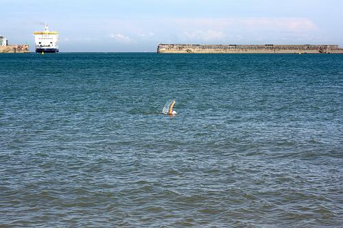 British woman dies during English Channel swim