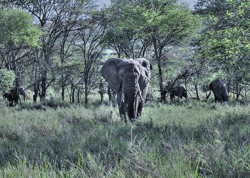 Denver woman named 'best safari operator'
