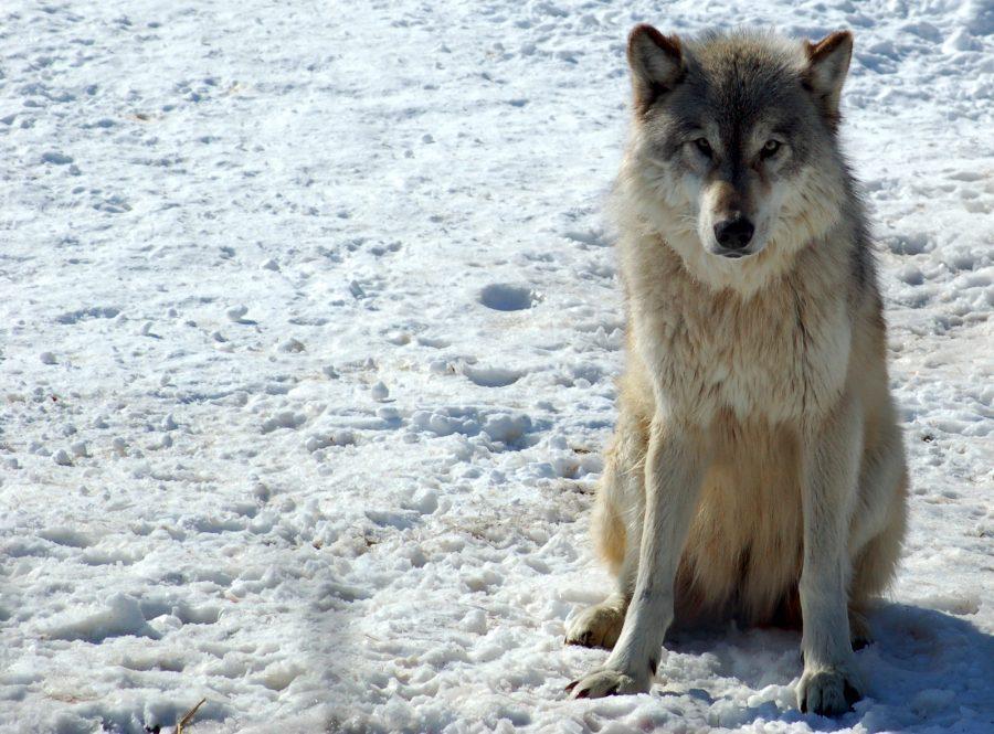 A gray wolf in Minnesota