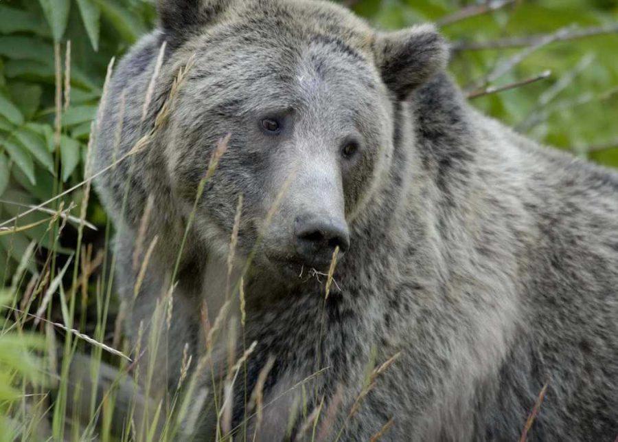 Female Grizzly Eating Grass