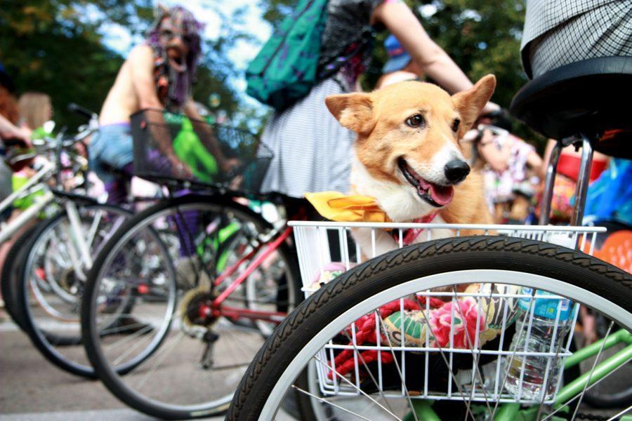 Jones the dog enjoys the nice breeze, wild costumes, and excentric festivities of Tour de Fat this past Saturday as his owner, Kathleen Holland, bikes him around.