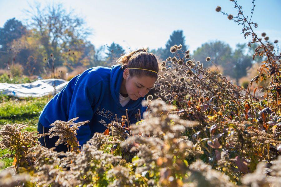 Katie Botwin, a junior in landscape architecture, tends CSUs perennial flower garden Friday morning. Botwin, as well as other students, could loose their work study positions if the new stadium is built on campus.