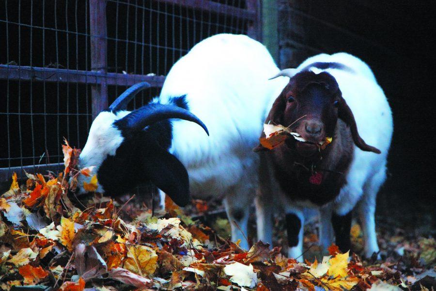 Fort Collin's Leaf Exchange program typicaly connects people who need to get rid of leaves with those who need leaves for composting. But for Jennifer Graff, the leaves she rececive go to feeding her goats who love the crunchy texture.