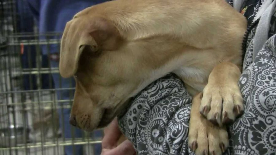 VIDEO: CSU graduates rescue puppies