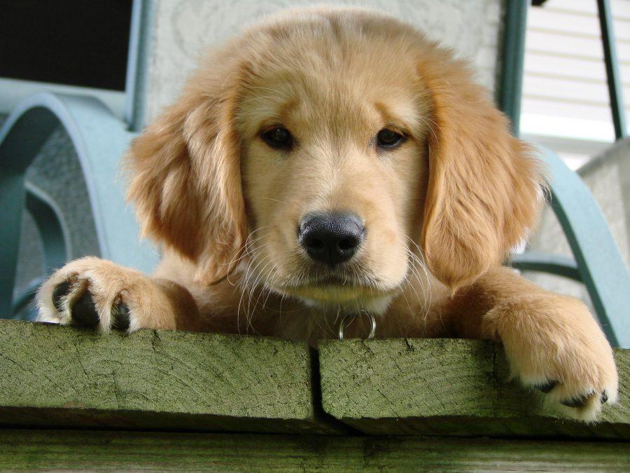 Enjoying Life with Your Pooch