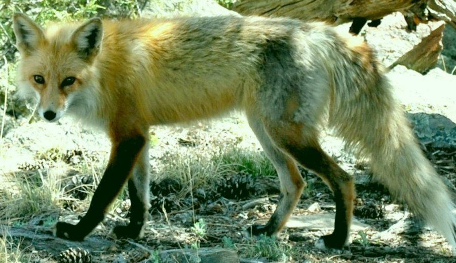 The fox says "Book deal"