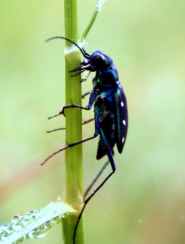 CSU awarded grant to research insect-fueled energy