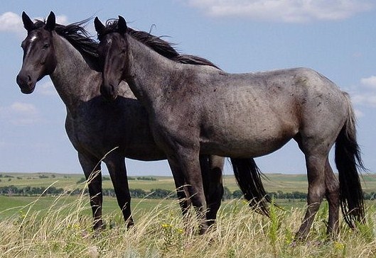 Taming horses: CSU class helps students prepare for their future