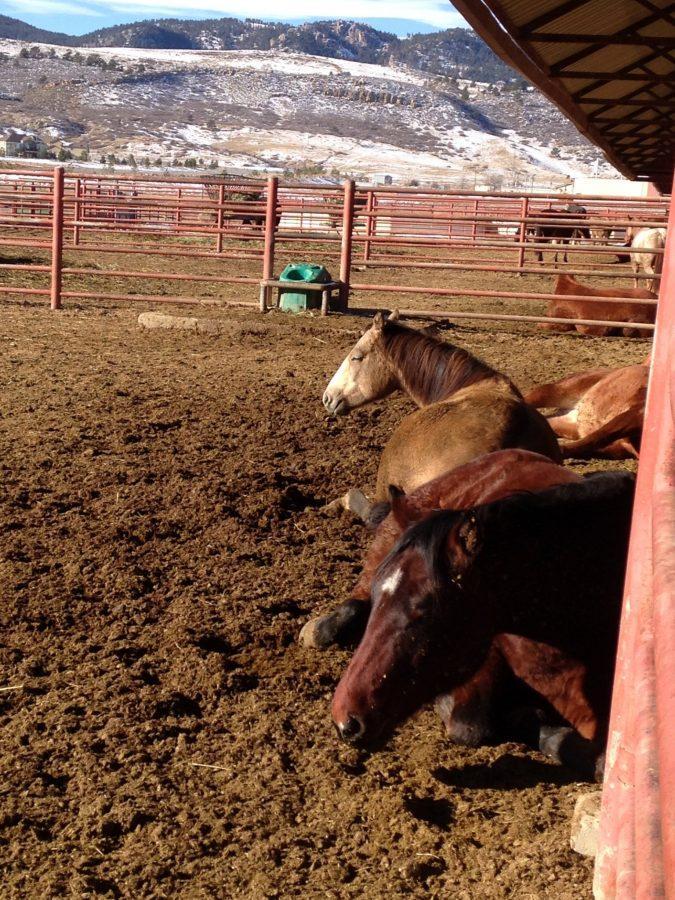 Horses at CSU's Equine Center enjoy the sun on a chilly 28 degree day.