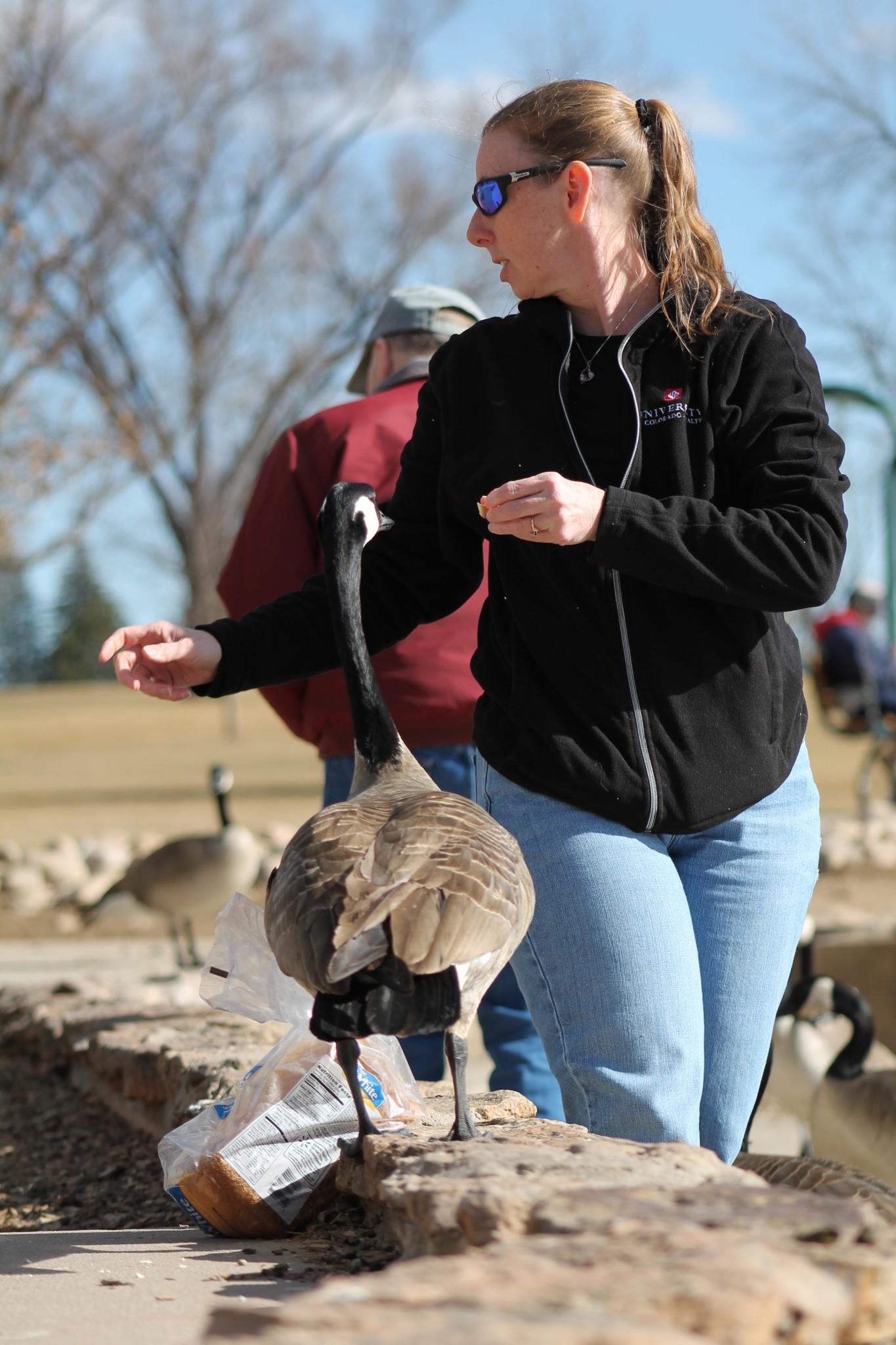 A goose lurks as Karen Hanson, a 37-year Fort Collins resident, throws bread. When the geese come Hanson ventures to City park at least four times a week to feed them.