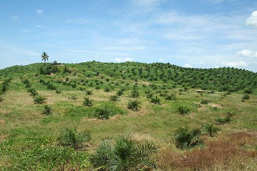 Palm oil harvested dangerously