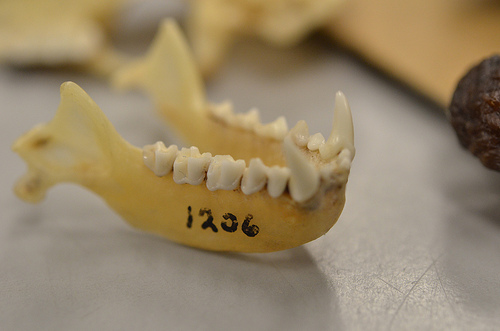 Some mammalogy students kill for keeps