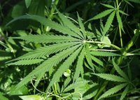 Fort Collins, jump on the weed wagon