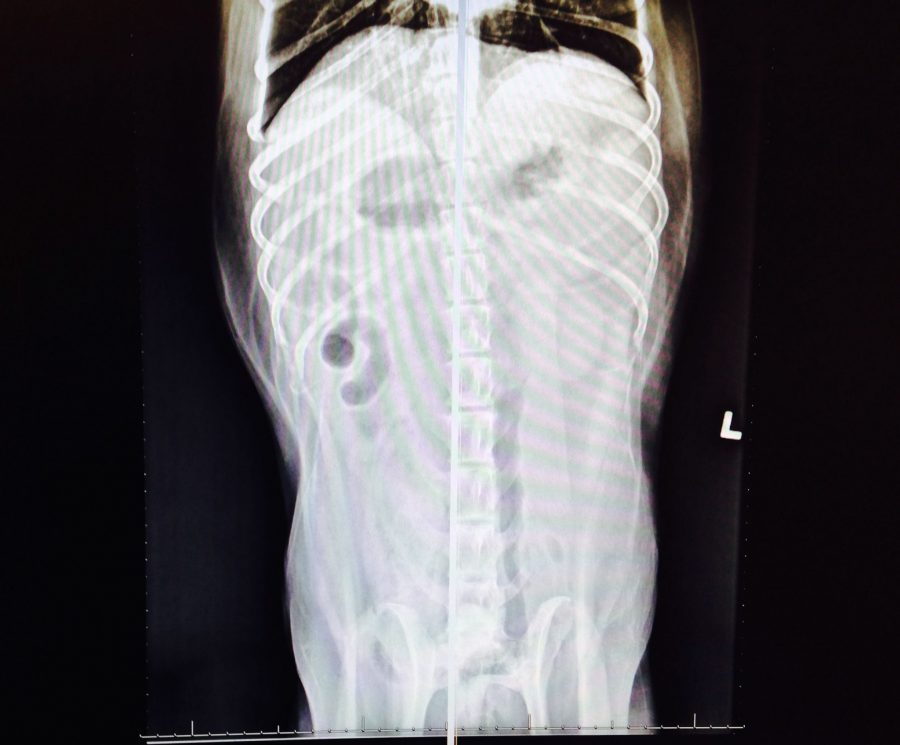 A Tail of Woe Doggy