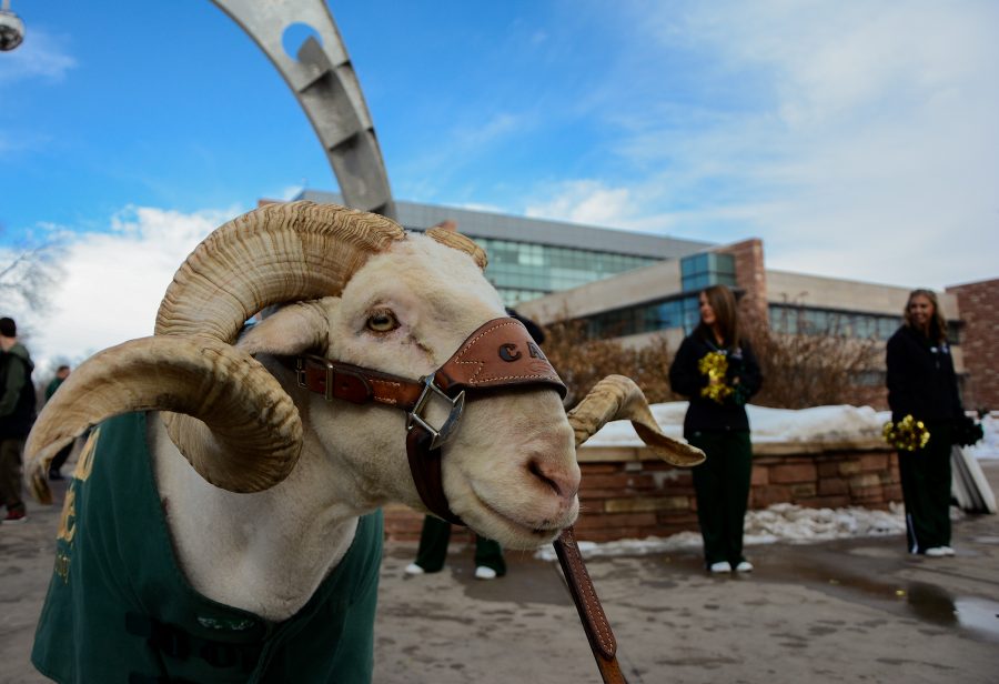 Cam the Ram stands proud waiting to pose for pictures with students to celebrate CSUs 144th birthday. Cam was accompanied by CSU cheerleaders, the marching band, free cookies, and a giant birthday card that anyone could sign.