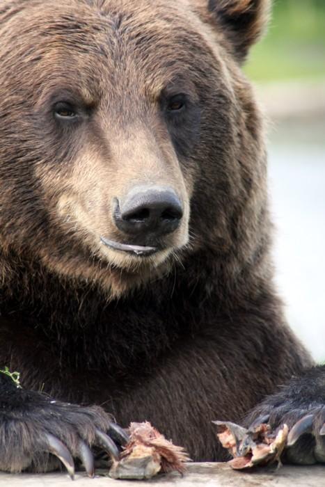 Fort Collins man free of criminal charges after killing bear in August