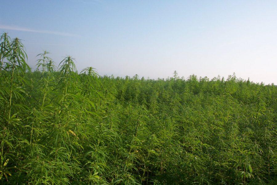 CSU hemp research could be in the works