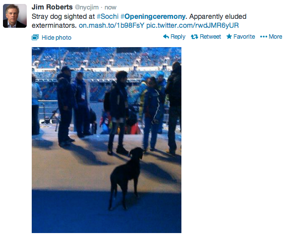 Opening Ceremony, Sochi, stray dog