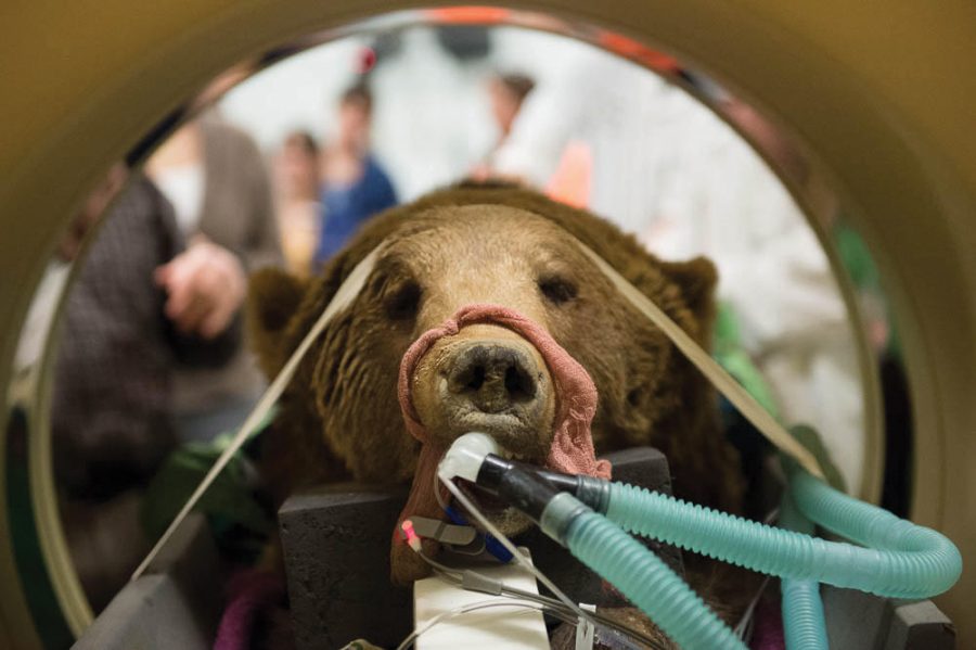 Grizzly Bear visits CSU veterinary hospital