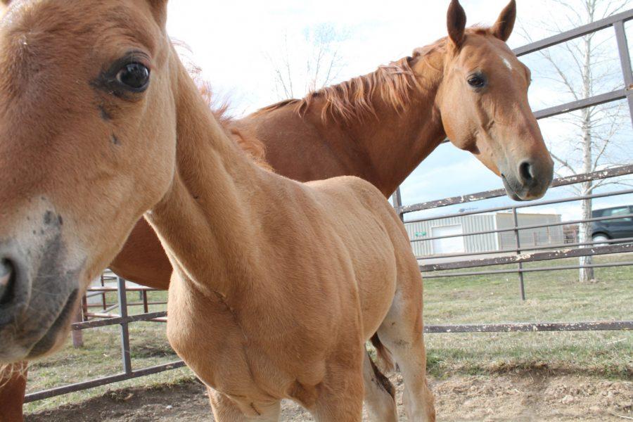 A fourteen-day-old foal stands next to its mother after nursing at the CSU Equine Reproduction Center. The reproduction center houses pregnant mares and oversees the birth of baby horses.